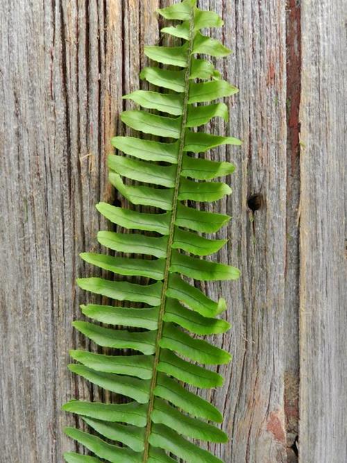 Feather Fern Greens